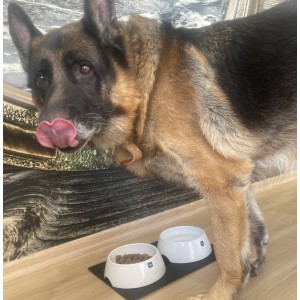 Μαγνητικό πορσελάνινο μπωλ για κατοικ΄ίδια (Σετ των 2)